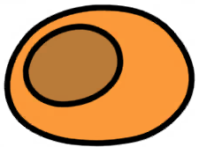 Orange Coccoon