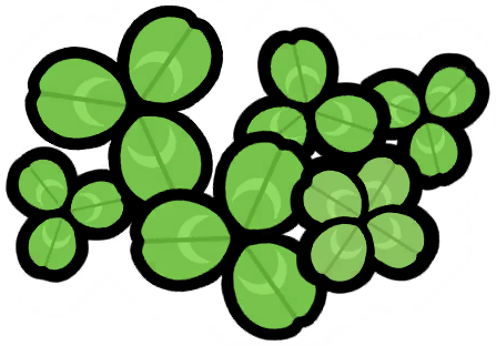 Clovers