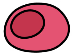 Plum Coccoon