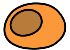 Orange Coccoon