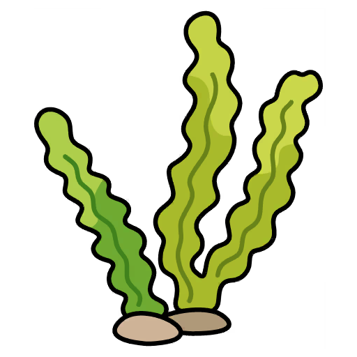 Seaweed